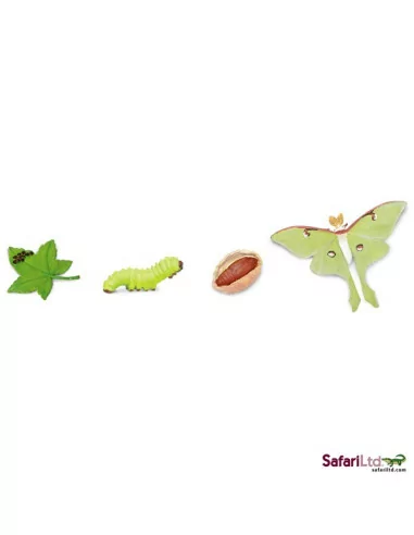 Safari Ltd. Životní cyklus - Můra