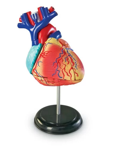 Learning Resources Anatomický model srdce
