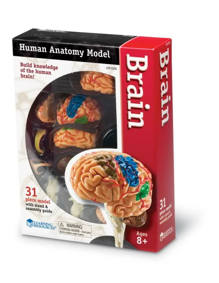 Learning Resources Anatomický model mozku