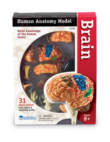 Learning Resources Anatomický model mozku