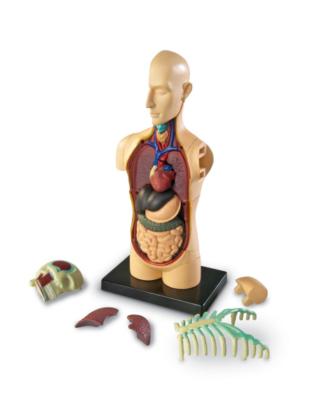 Learning Resources Anatomický model lidského těla