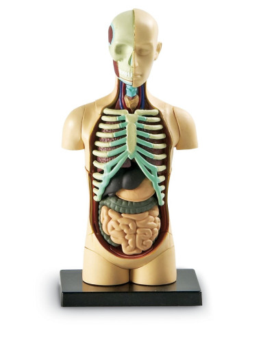 Learning Resources Anatomický model lidského těla
