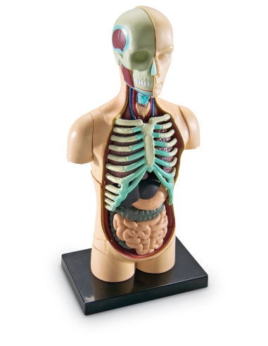 Learning Resources Anatomický model lidského těla