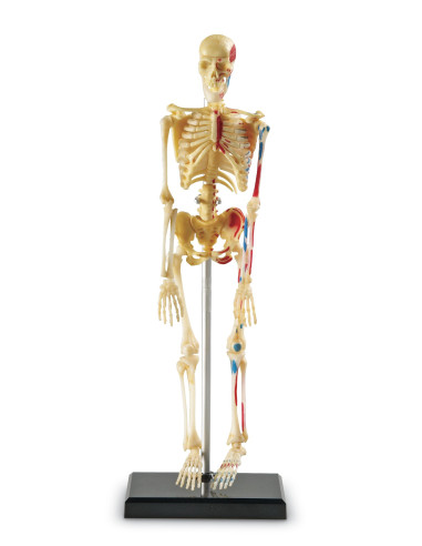 Learning Resources Anatomický model lidské kostry