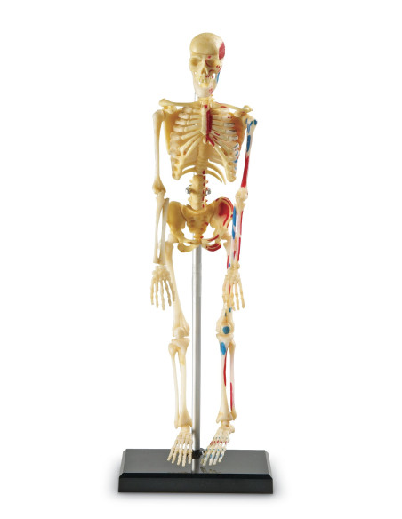 Learning Resources Anatomický model lidské kostry