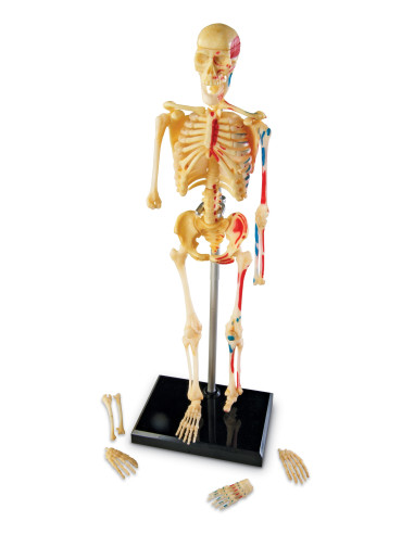 Learning Resources Anatomický model lidské kostry