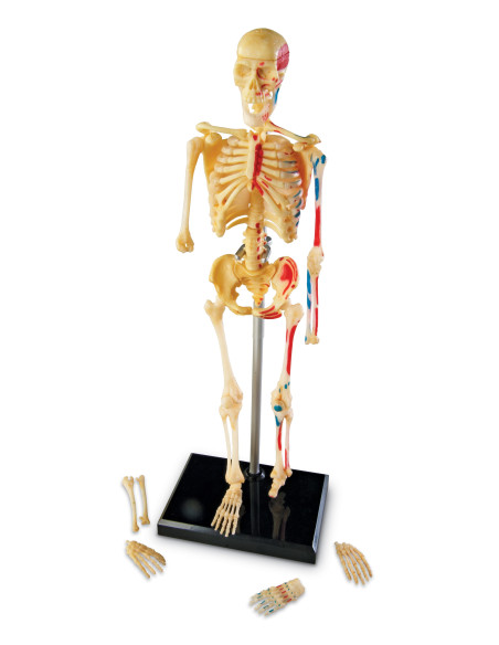 Learning Resources Anatomický model lidské kostry