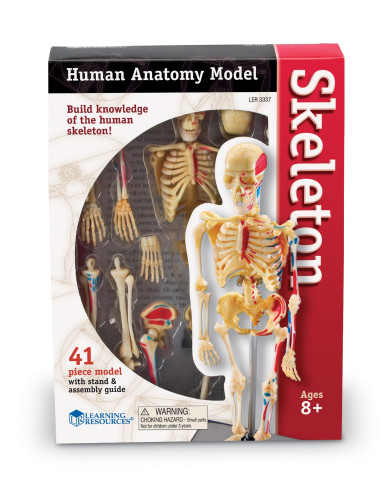 Learning Resources Anatomický model lidské kostry