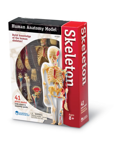 Learning Resources Anatomický model lidské kostry