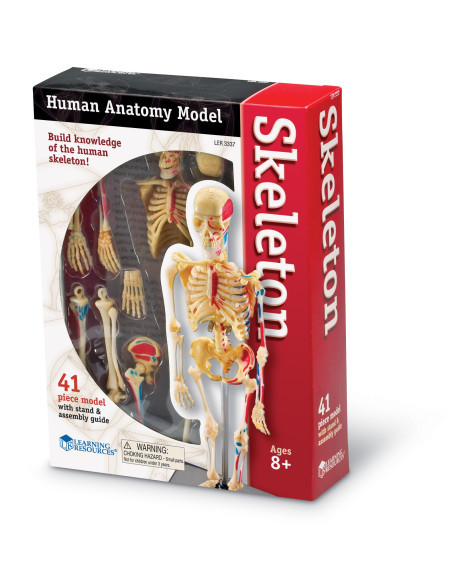 Learning Resources Anatomický model lidské kostry