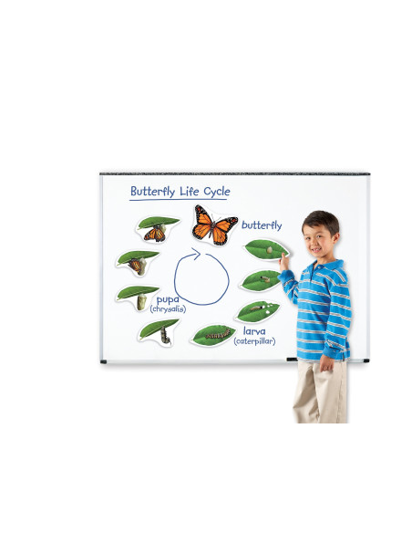 Learning Resources Magnetický životní cyklus - Motýl