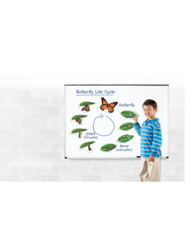 Learning Resources Magnetický životní cyklus - Motýl