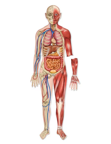 Learning Resources Oboustranné magnetické lidské tělo