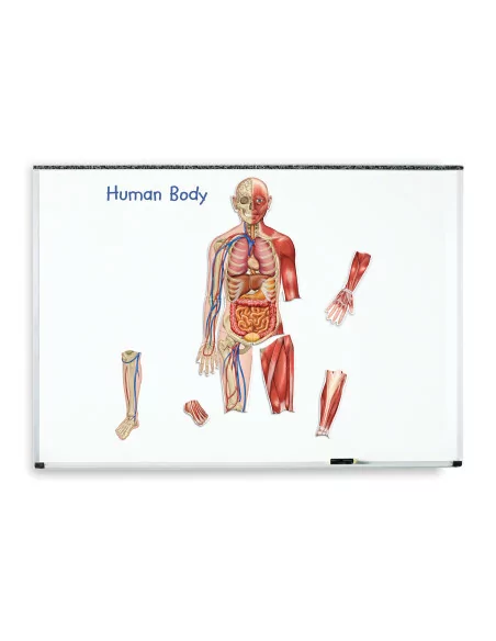Learning Resources Oboustranné magnetické lidské tělo
