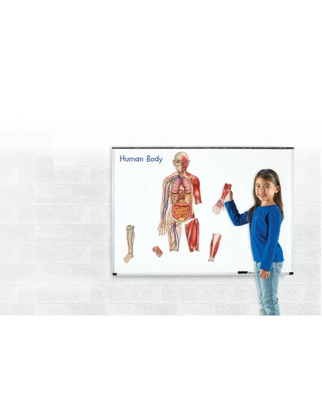Learning Resources Oboustranné magnetické lidské tělo