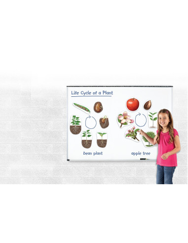 Learning Resources Magnetický životní cyklus - Rostlina