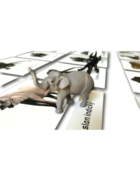 Třísložkové karty - Ohrožené druhy - suchozemské (ke stažení)