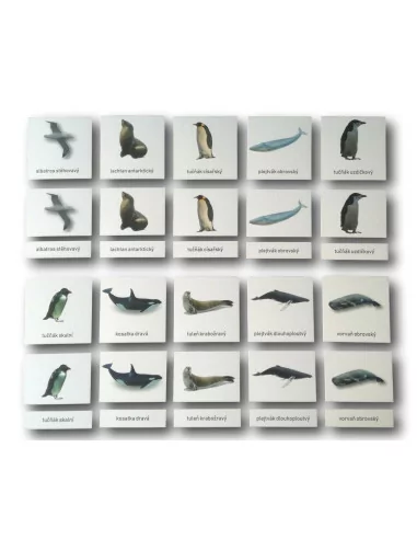 Třísložkové karty - Antarktida (ke stažení)