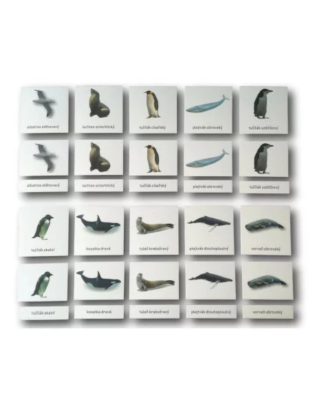 Třísložkové karty - Antarktida (zalaminované)