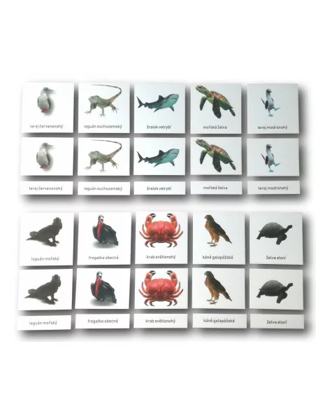 Třísložkové karty - Zvířata z Galapág (ke stažení)