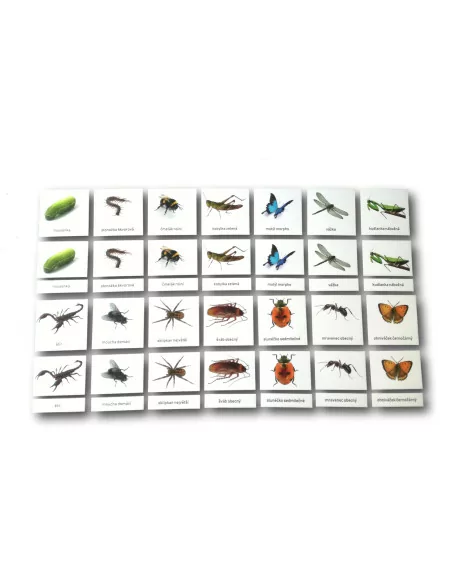 Třísložkové karty - Hmyz (ke stažení)