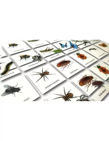 Třísložkové karty - Hmyz (ke stažení)