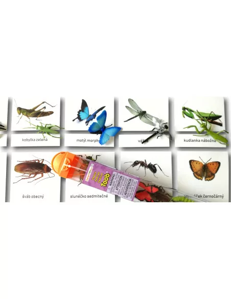 Třísložkové karty - Hmyz (ke stažení)