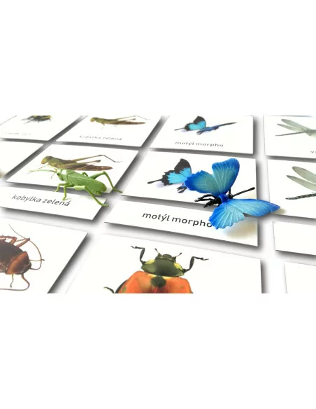 Třísložkové karty - Hmyz (zalaminované)