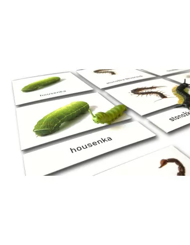 Třísložkové karty - Hmyz (zalaminované)