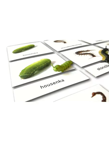 Třísložkové karty - Hmyz (zalaminované)