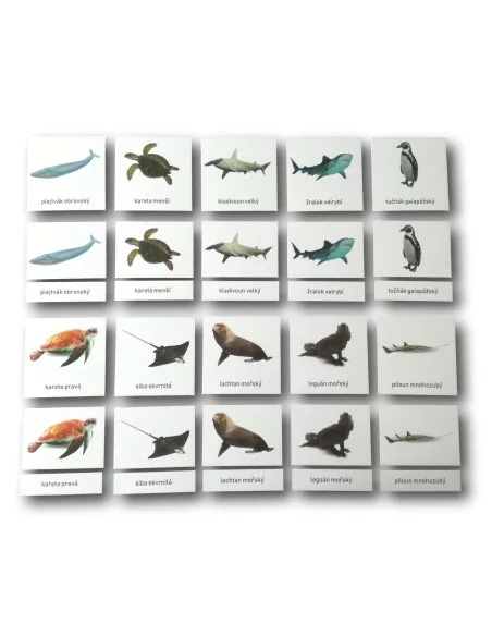 Třísložkové karty - Ohrožené druhy - mořské (ke stažení)