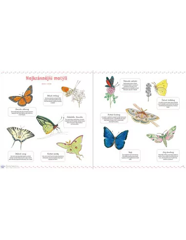 Hmyz a jiní bezobratlí