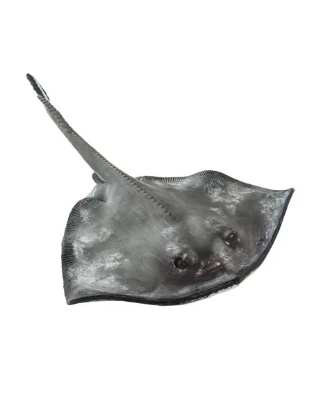 Safari Ltd. Figurka - Rejnok