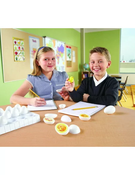 Learning Resources Životní cyklus kuřete