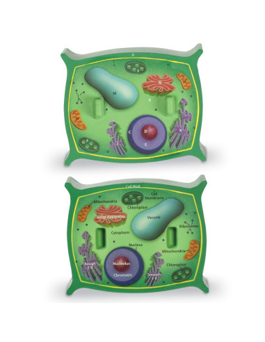 Learning Resources Řez rostlinnou buňkou