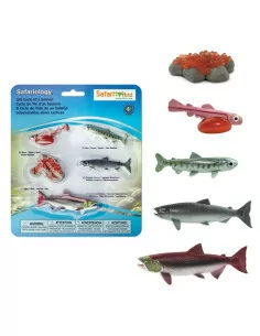 Life Cycle Of Salmon