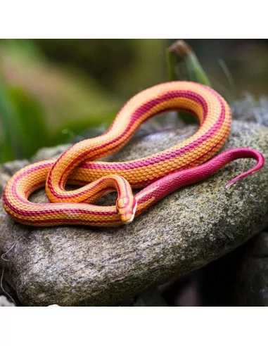 Safari Ltd. Figurka - Užovka červená