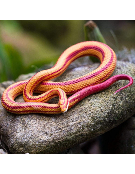 Safari Ltd. Figurka - Užovka červená