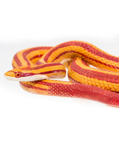 Safari Ltd. Figurka - Užovka červená