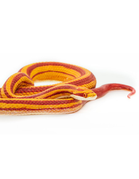Safari Ltd. Figurka - Užovka červená