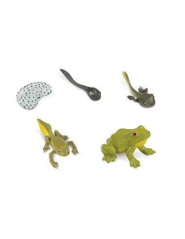 Safari Ltd. Životní cyklus - Žába