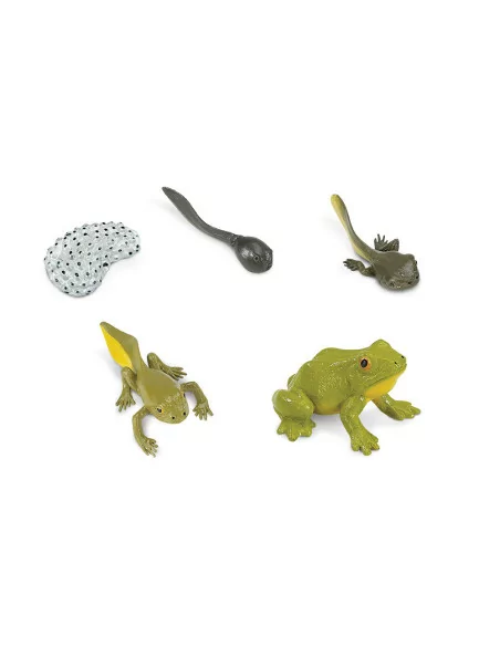 Safari Ltd. Životní cyklus - Žába