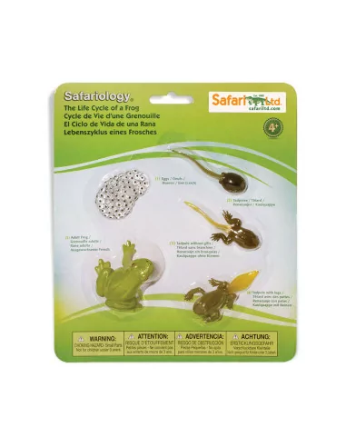 Safari Ltd. Životní cyklus - Žába