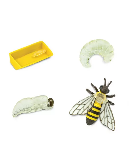 Safari Ltd. Životní cyklus - Včela