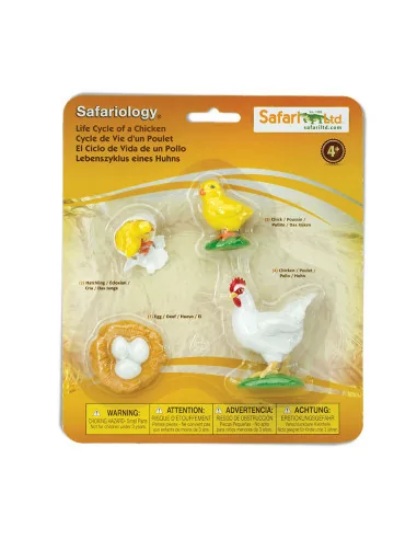Safari Ltd. Životní cyklus - Kuře