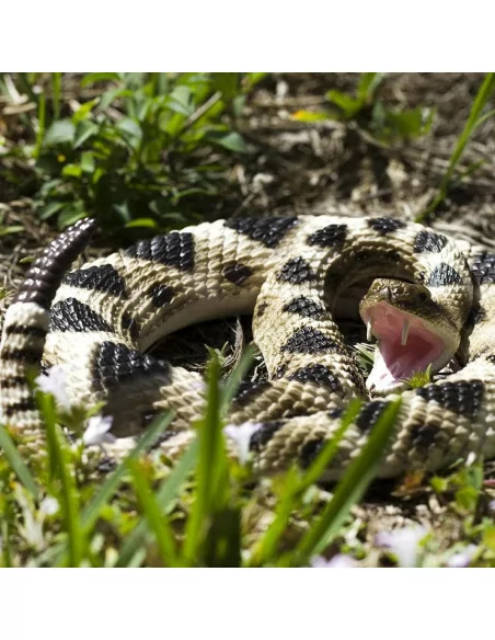 Safari Ltd. Chřestýš diamantový