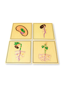 Montessori Proces rustu