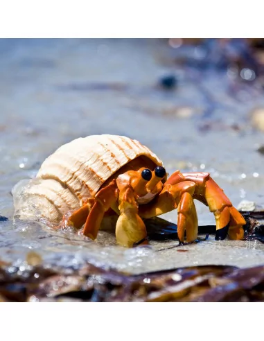 Safari Ltd. Krab poustevník