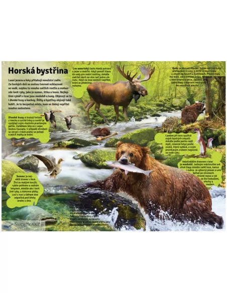 Velká kniha zvuků v lese