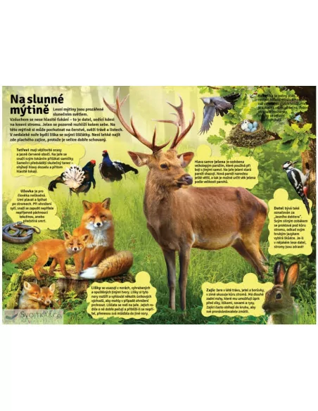 Velká kniha zvuků v lese